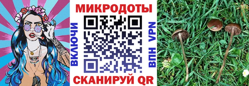 даркнет официальный сайт  Кольчугино  Галлюциногенные грибы Psilocybe  закладка 